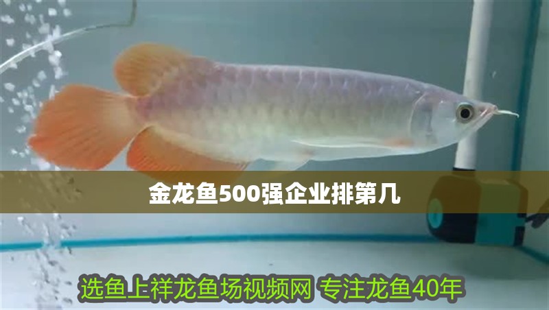 金龍魚500強(qiáng)企業(yè)排第幾