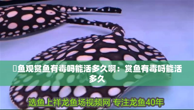 魟魚觀賞魚有毒嗎能活多久啊：賞魚有毒嗎能活多久