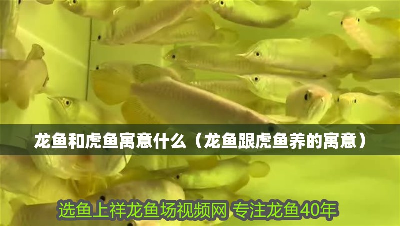 龍魚和虎魚寓意什么（龍魚跟虎魚養的寓意）