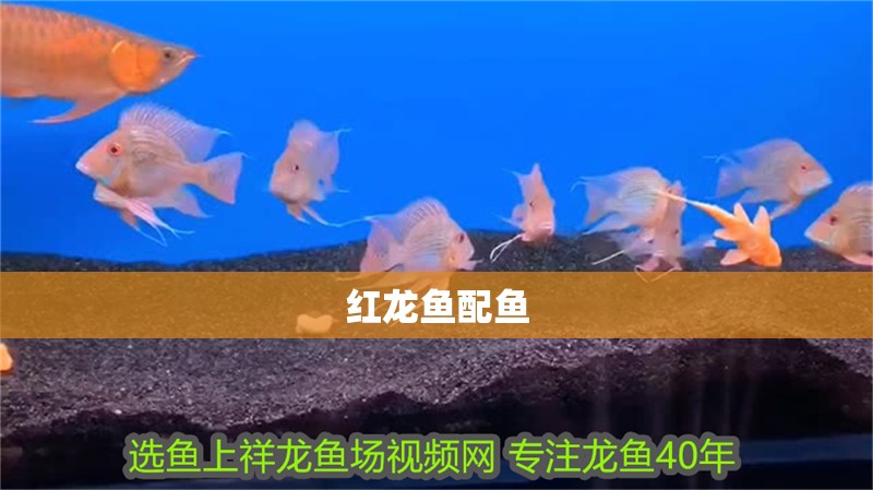 紅龍魚(yú)配魚(yú)