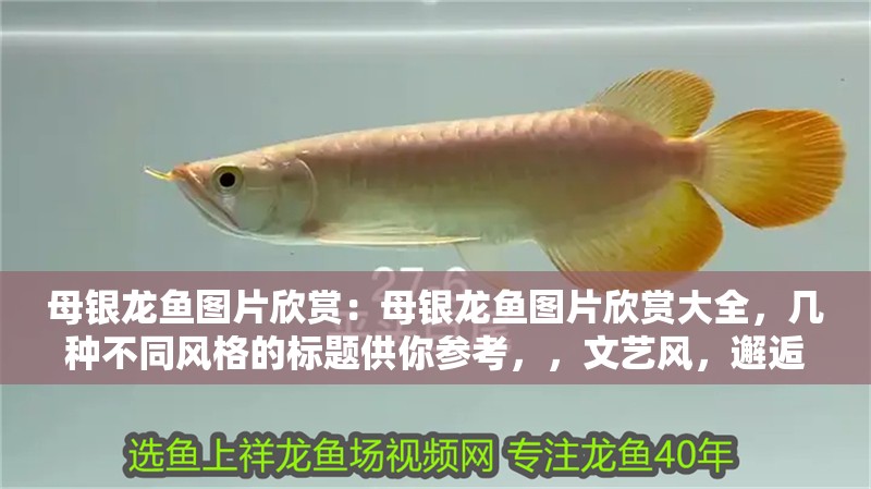 母銀龍魚圖片欣賞：母銀龍魚圖片欣賞大全，幾種不同風格的標題供你參考，，文藝風，邂逅母銀龍魚之美——絕美圖片全覽，直白實用風，母銀龍魚高清圖片大集合，一次看過癮！，活潑吸睛風，哇塞！超驚艷的母銀龍魚圖片大
