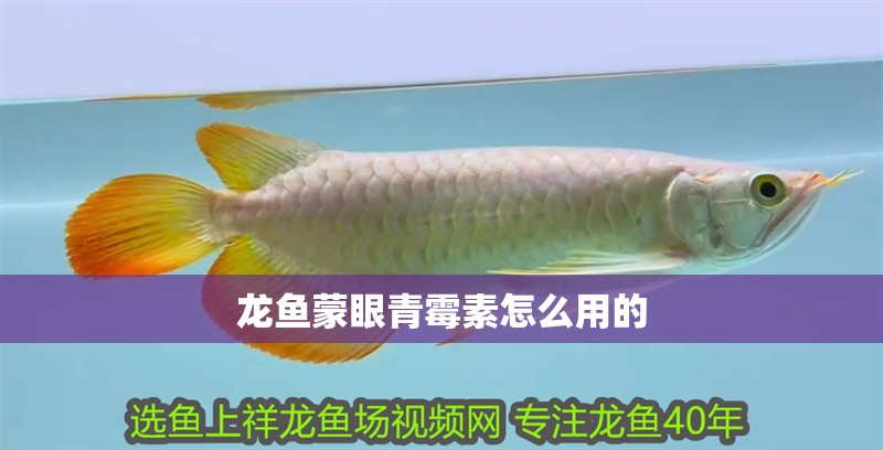 龍魚蒙眼青霉素怎么用的