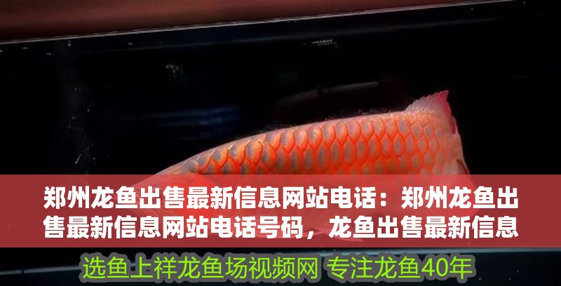 鄭州龍魚出售最新信息網站電話：鄭州龍魚出售最新信息網站電話號碼，龍魚出售最新信息網站及電話號碼匯總