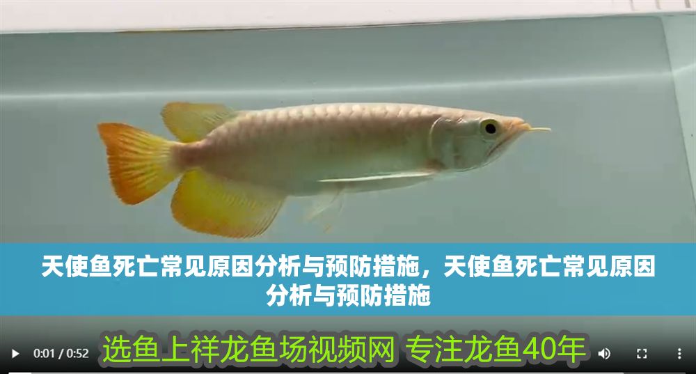 天使魚死亡常見原因分析與預防措施，天使魚死亡常見原因分析與預防措施