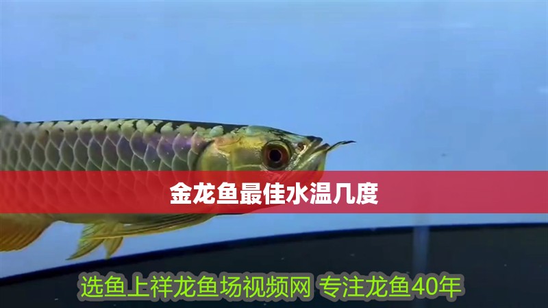 金龍魚最佳水溫幾度 金龍魚最佳水溫幾度 龍魚百科 第4張