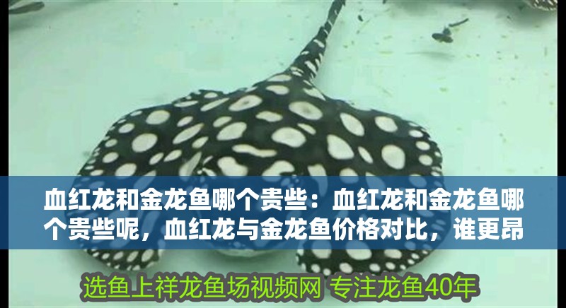 血紅龍和金龍魚(yú)哪個(gè)貴些：血紅龍和金龍魚(yú)哪個(gè)貴些呢，血紅龍與金龍魚(yú)價(jià)格對(duì)比，誰(shuí)更昂貴？