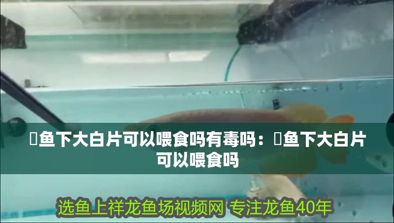 魟魚下大白片可以喂食嗎有毒嗎：魟魚下大白片可以喂食嗎