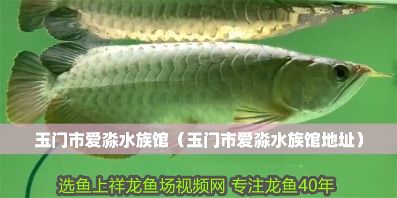 玉門市愛淼水族館（玉門市愛淼水族館地址）