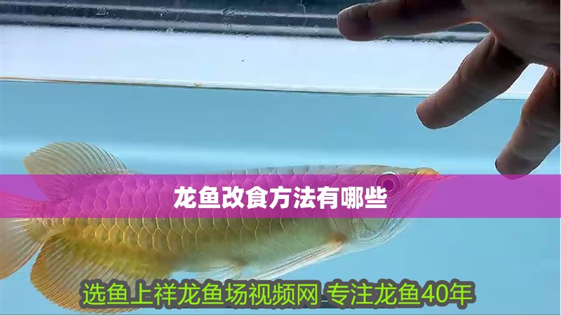 龍魚改食方法有哪些
