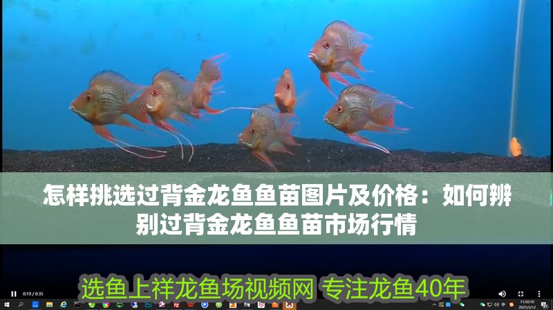 怎樣挑選過背金龍魚魚苗圖片及價格：如何辨別過背金龍魚魚苗市場行情
