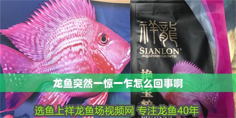 龍魚突然一驚一乍怎么回事啊