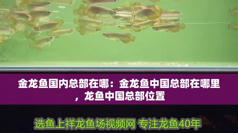 金龍魚國內(nèi)總部在哪：金龍魚中國總部在哪里，龍魚中國總部位置