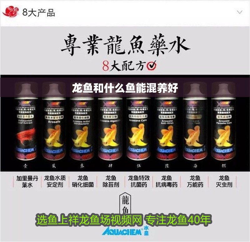 龍魚和什么魚能混養(yǎng)好 龍魚百科 第2張 龍魚和什么魚能混養(yǎng)好 龍魚和什么魚能混養(yǎng)好 龍魚百科 第2張