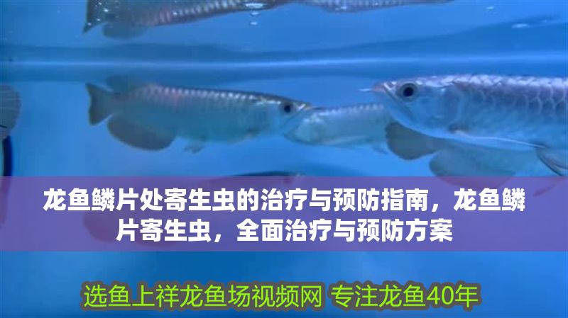 龍魚鱗片處寄生蟲的治療與預防指南，龍魚鱗片寄生蟲，全面治療與預防方案