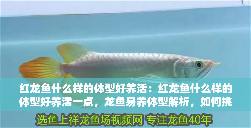 紅龍魚什么樣的體型好養活：紅龍魚什么樣的體型好養活一點，龍魚易養體型解析，如何挑選更易存活的優質