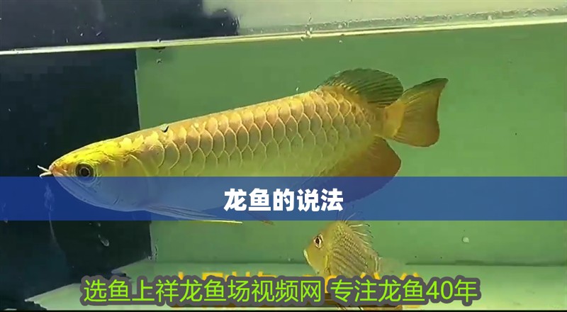 龍魚的說法