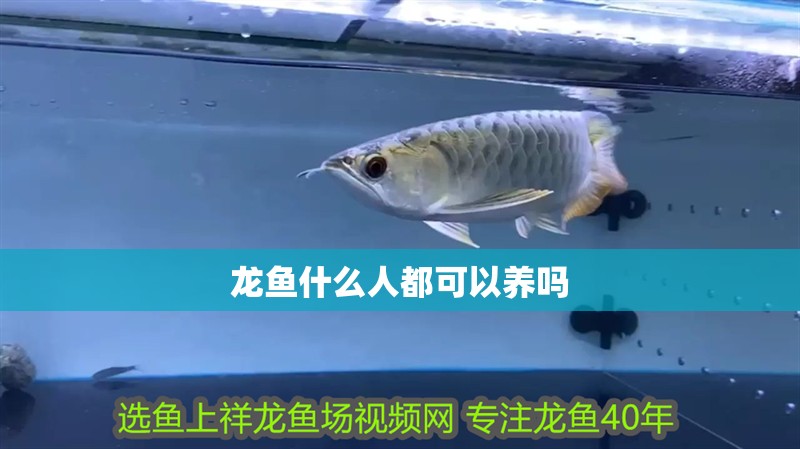 龍魚(yú)什么人都可以養(yǎng)嗎