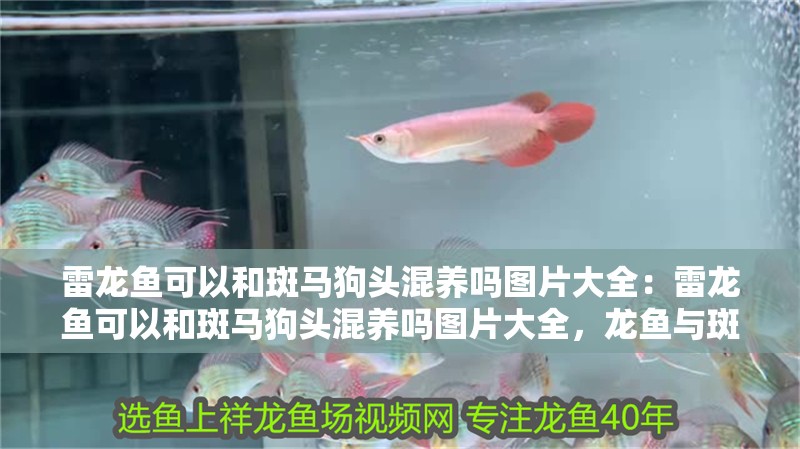 雷龍魚可以和斑馬狗頭混養(yǎng)嗎圖片大全：雷龍魚可以和斑馬狗頭混養(yǎng)嗎圖片大全，龍魚與斑馬狗頭混養(yǎng)可行性