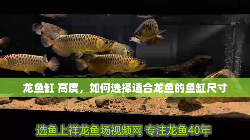 龍魚缸 高度，如何選擇適合龍魚的魚缸尺寸