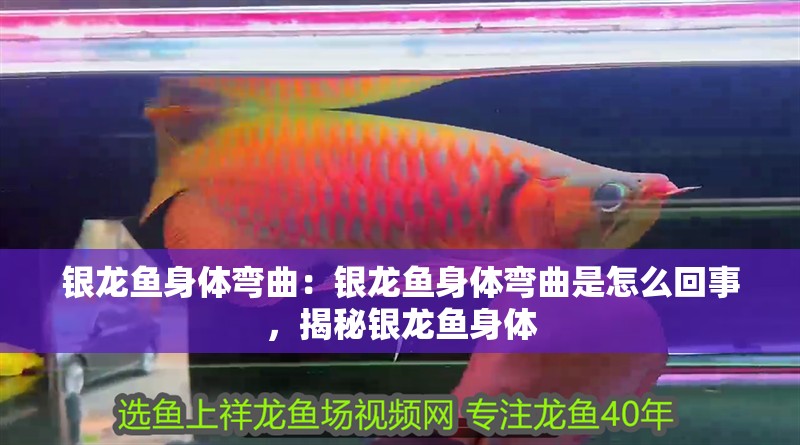 銀龍魚(yú)身體彎曲：銀龍魚(yú)身體彎曲是怎么回事，揭秘銀龍魚(yú)身體