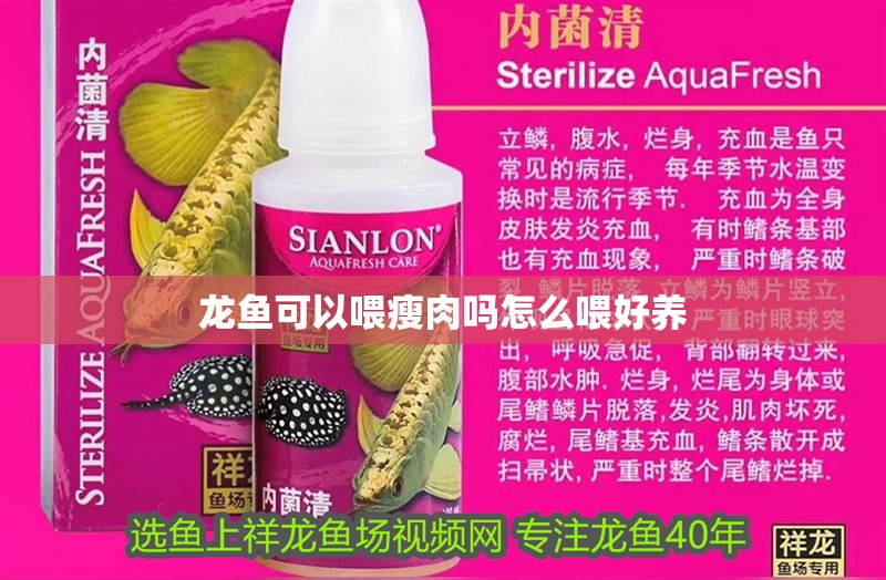 龍魚可以喂瘦肉嗎怎么喂好養