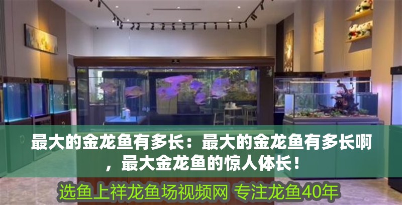 最大的金龍魚有多長：最大的金龍魚有多長啊，最大金龍魚的驚人體長！