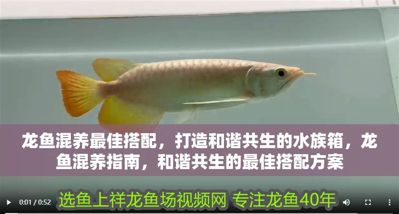 龍魚混養(yǎng)最佳搭配，打造和諧共生的水族箱，龍魚混養(yǎng)指南，和諧共生的最佳搭配方案