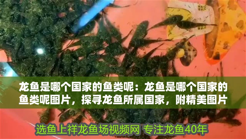 龍魚是哪個國家的魚類呢：龍魚是哪個國家的魚類呢圖片，探尋龍魚所屬國家，附精美圖片
