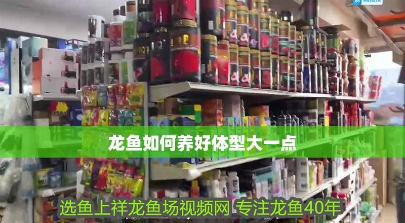 龍魚如何養好體型大一點