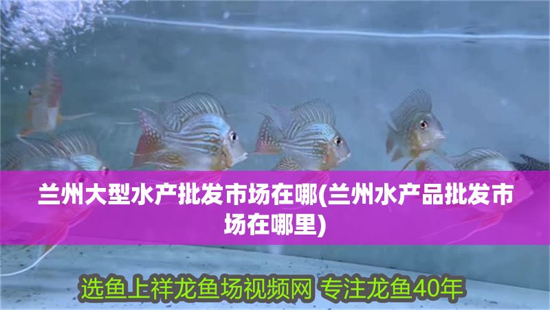 紅龍魚爛鱗片怎么治療好：紅龍魚爛鱗片的日常護理