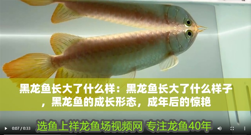 黑龍魚長大了什么樣:黑龍魚長大了什么樣子,黑龍魚的成長形態(tài),成年后的驚艷 水族問答 黑龍魚長大了什么樣:黑龍魚長大了什么樣子,黑龍魚的成長形態(tài),成年后的驚艷 黑龍魚長大了什么樣:黑龍魚長大了什么樣子,黑龍魚的成長形態(tài),成年后的驚艷 水族問答