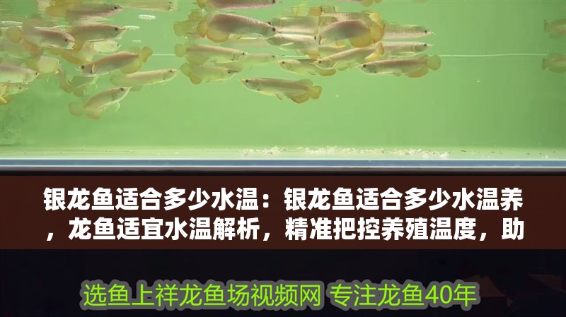 銀龍魚適合多少水溫：銀龍魚適合多少水溫養(yǎng)，龍魚適宜水溫解析，精準(zhǔn)把控養(yǎng)殖溫度，助愛魚