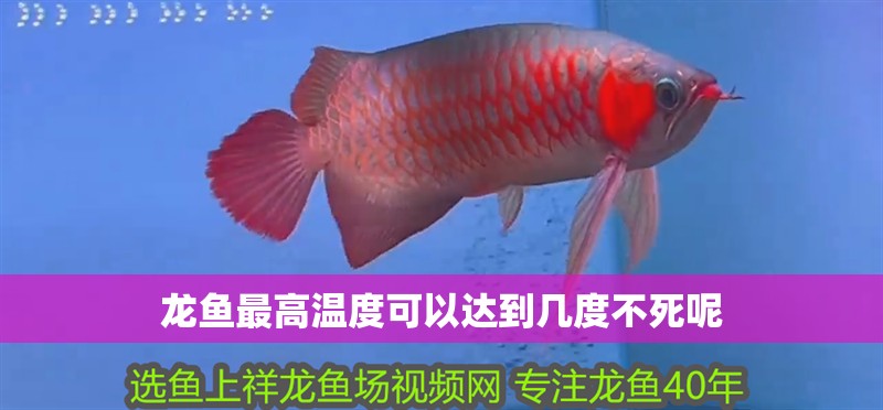 龍魚(yú)最高溫度可以達(dá)到幾度不死呢