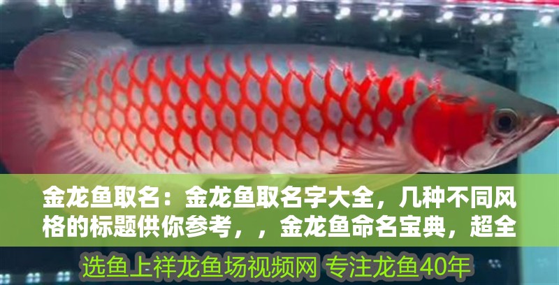 金龍魚取名：金龍魚取名字大全，幾種不同風格的標題供你參考，，金龍魚命名寶典，超全名字大集合，解鎖金龍魚取名秘籍，海量好名任你選，金龍魚起名大全，為愛寵尋個
