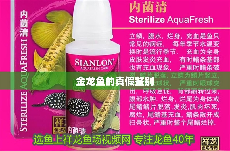 金龍魚(yú)的真假鑒別