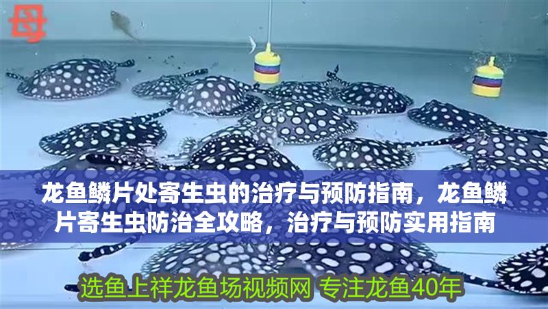 龍魚鱗片處寄生蟲的治療與預防指南，龍魚鱗片寄生蟲防治全攻略，治療與預防實用指南