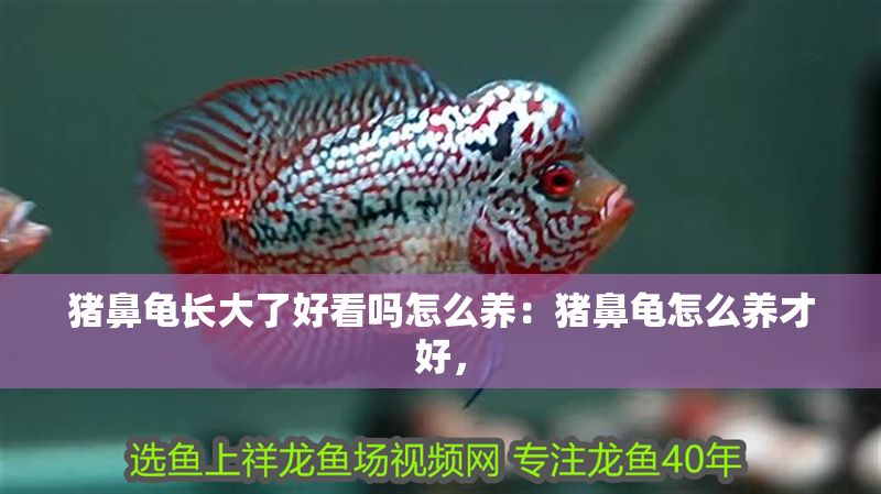 豬鼻龜長大了好看嗎怎么養(yǎng)：豬鼻龜怎么養(yǎng)才好，
