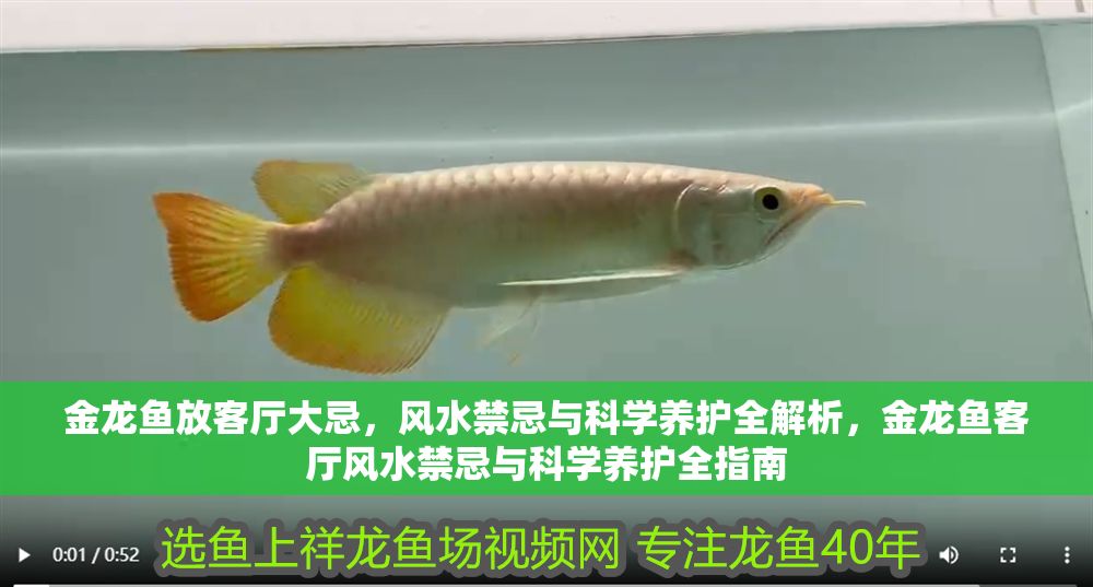 金龍魚放客廳大忌，風水禁忌與科學(xué)養(yǎng)護全解析，金龍魚客廳風水禁忌與科學(xué)養(yǎng)護全指南