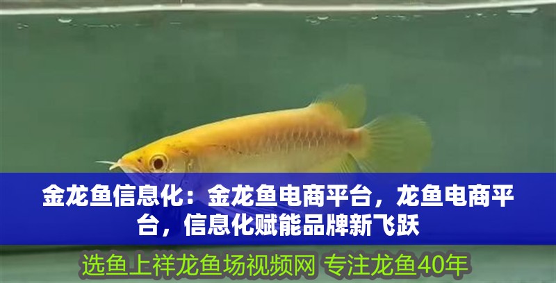 金龍魚信息化：金龍魚電商平臺，龍魚電商平臺，信息化賦能品牌新飛躍