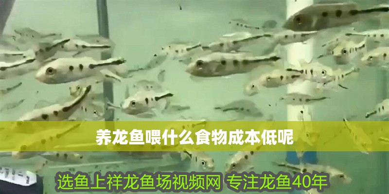 養龍魚喂什么食物成本低呢