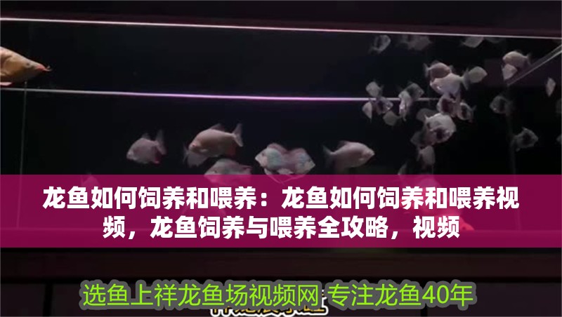 龍魚如何飼養和喂養：龍魚如何飼養和喂養視頻，龍魚飼養與喂養全攻略，視頻