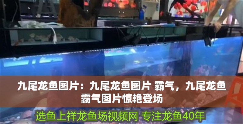 九尾龍魚圖片：九尾龍魚圖片 霸氣，九尾龍魚霸氣圖片驚艷登場