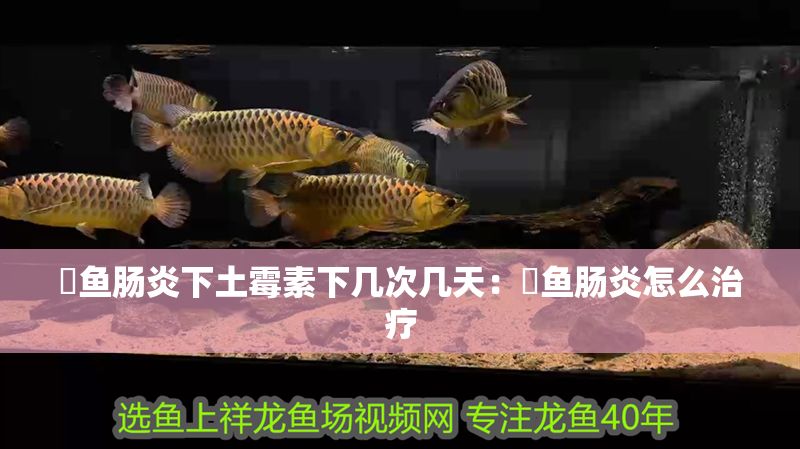 魟魚腸炎下土霉素下幾次幾天：魟魚腸炎怎么治療