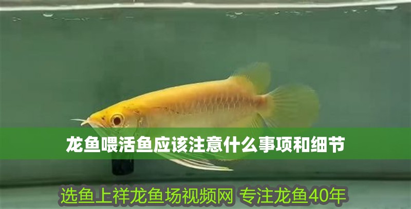 龍魚喂活魚應該注意什么事項和細節