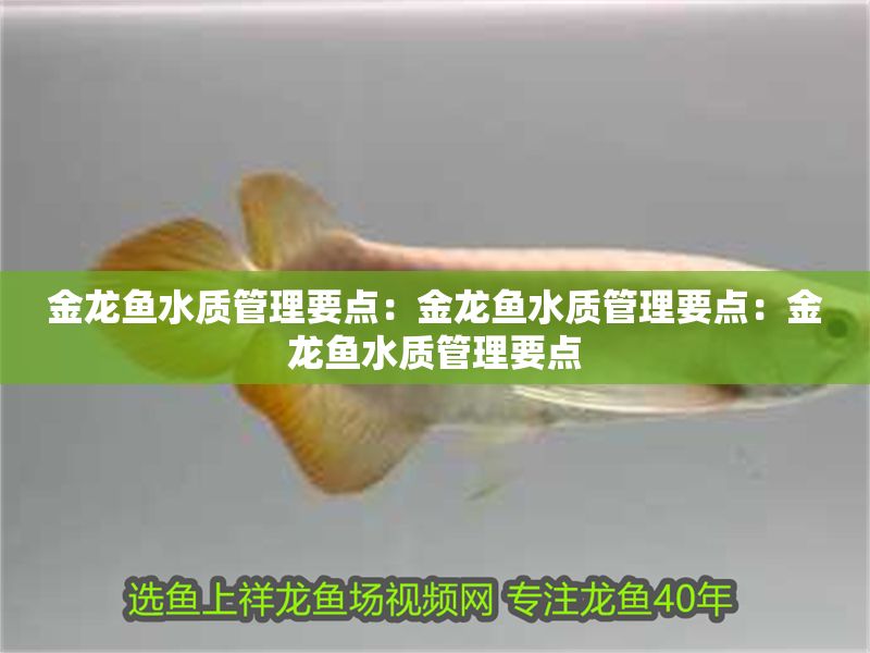 金龍魚水質管理要點：金龍魚水質管理要點：金龍魚水質管理要點