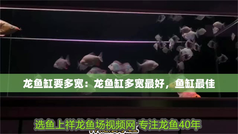 龍魚缸要多寬：龍魚缸多寬最好，魚缸最佳