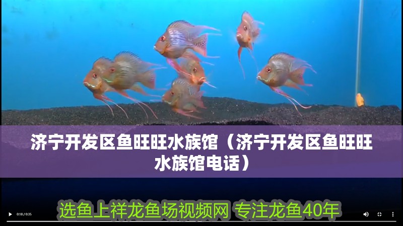 濟寧開發區魚旺旺水族館（濟寧開發區魚旺旺水族館電話）