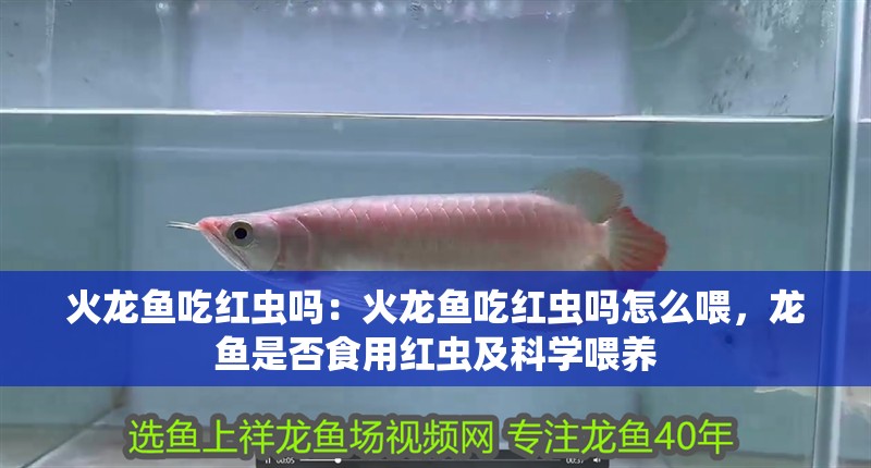 火龍魚吃紅蟲嗎：火龍魚吃紅蟲嗎怎么喂，龍魚是否食用紅蟲及科學喂養