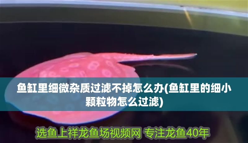 魚缸里細微雜質過濾不掉怎么辦(魚缸里的細小顆粒物怎么過濾)