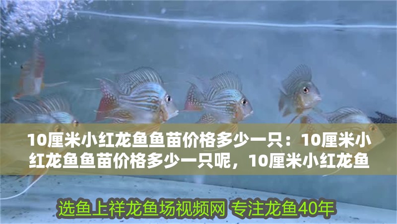 10厘米小紅龍魚魚苗價格多少一只：10厘米小紅龍魚魚苗價格多少一只呢，10厘米小紅龍魚魚苗價格